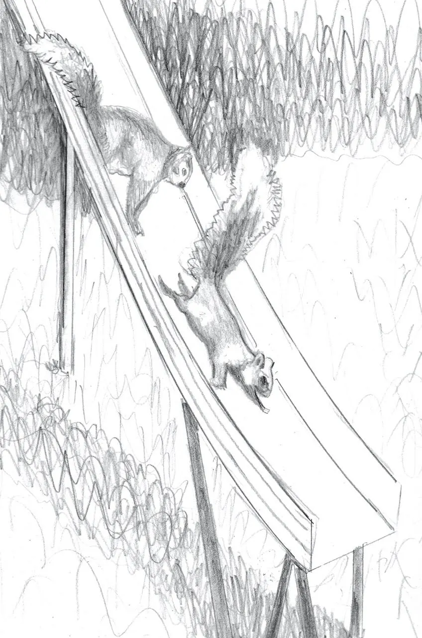 Squirrels on Slide